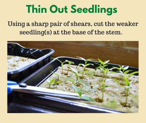 How to Thin Seedlings