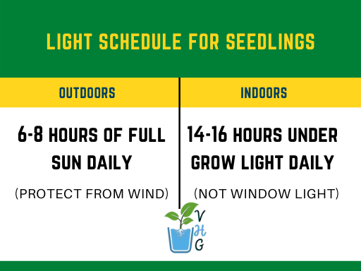 Light Schedule for Seedlings