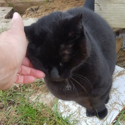 black cat Puss Puss getting head rub in garden