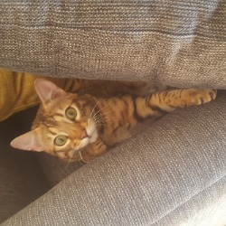 Bengal cat Alfie hiding between sofa cushions