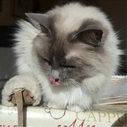 Ragdoll cat Maisie licking lips on dining table looking at toy mouse