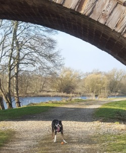 Dog Monty under bridge alongside a river in Marykirk
