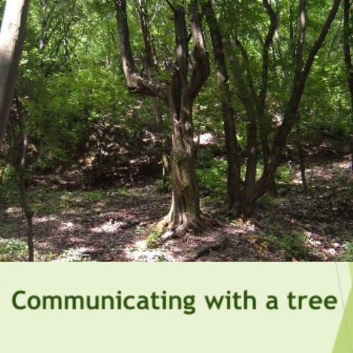 How To Communicate with a Tree
