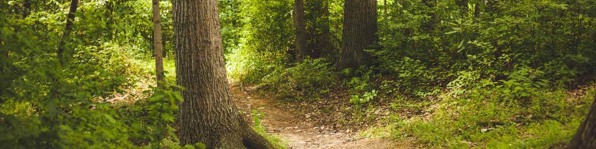 Walk in the woods