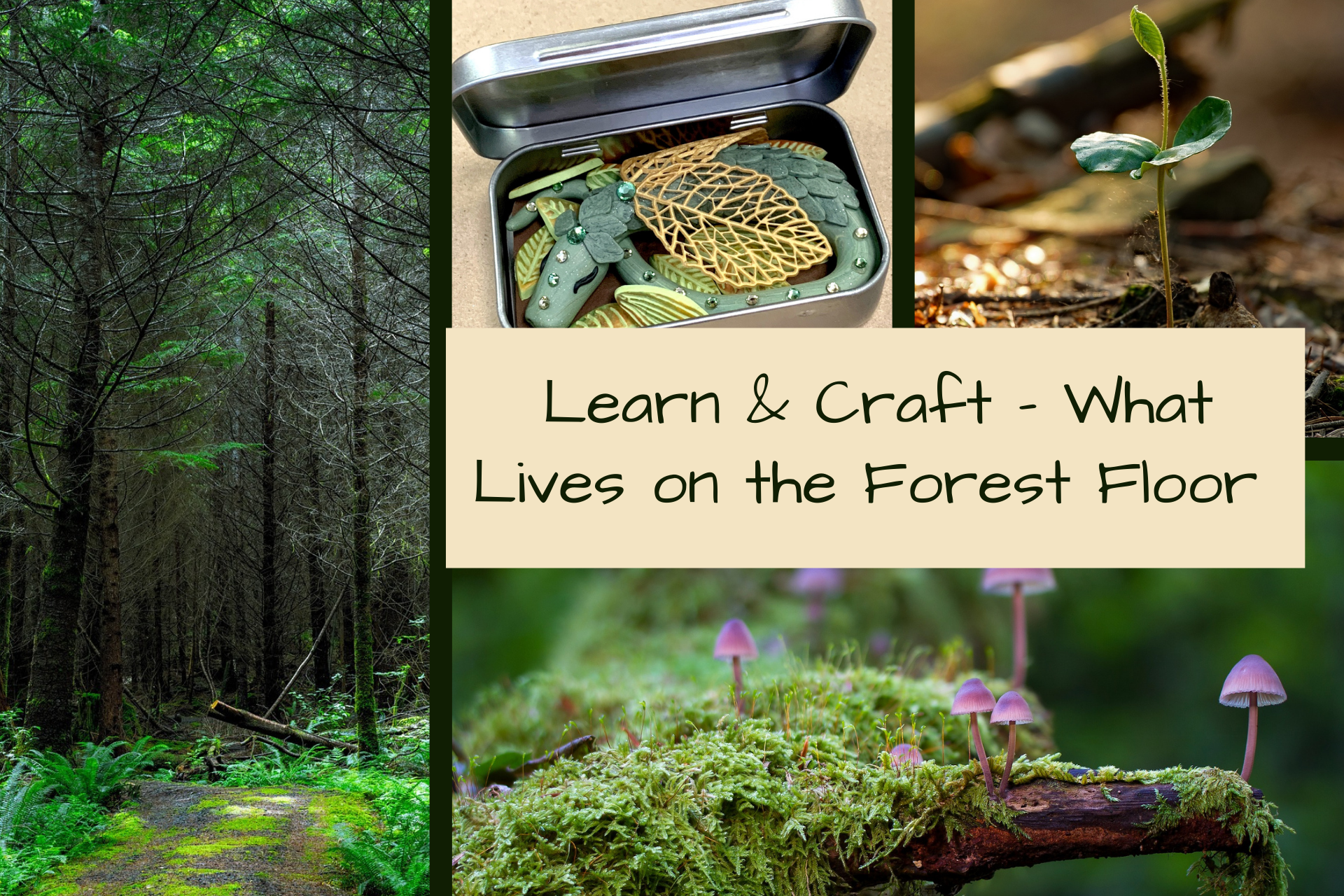 Learn and Craft - What Lives on the Forest Floor