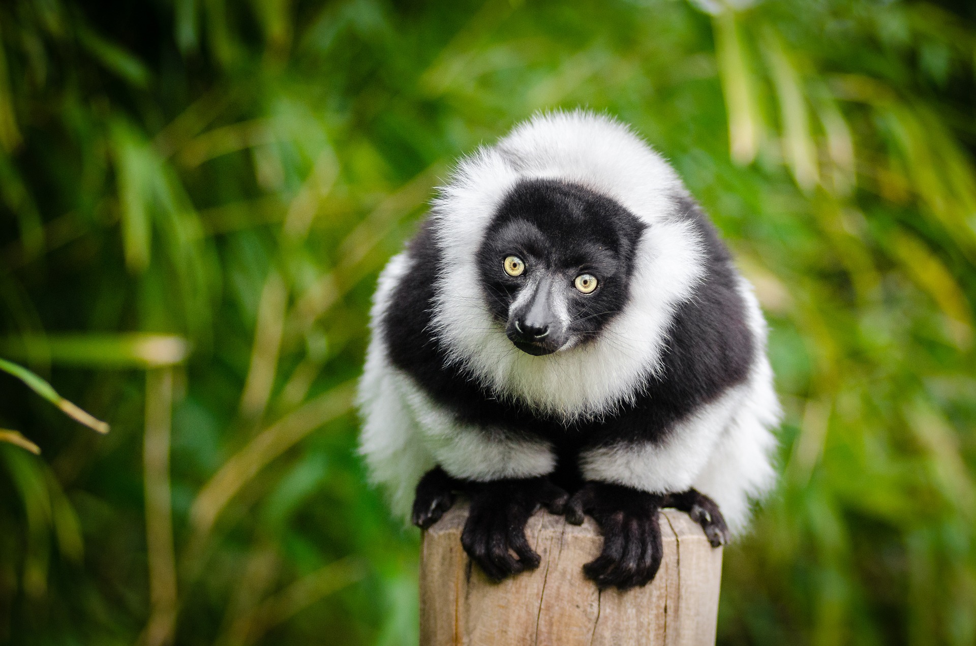 Tropical Rainforests in Peril - 5 Reasons to be Worried