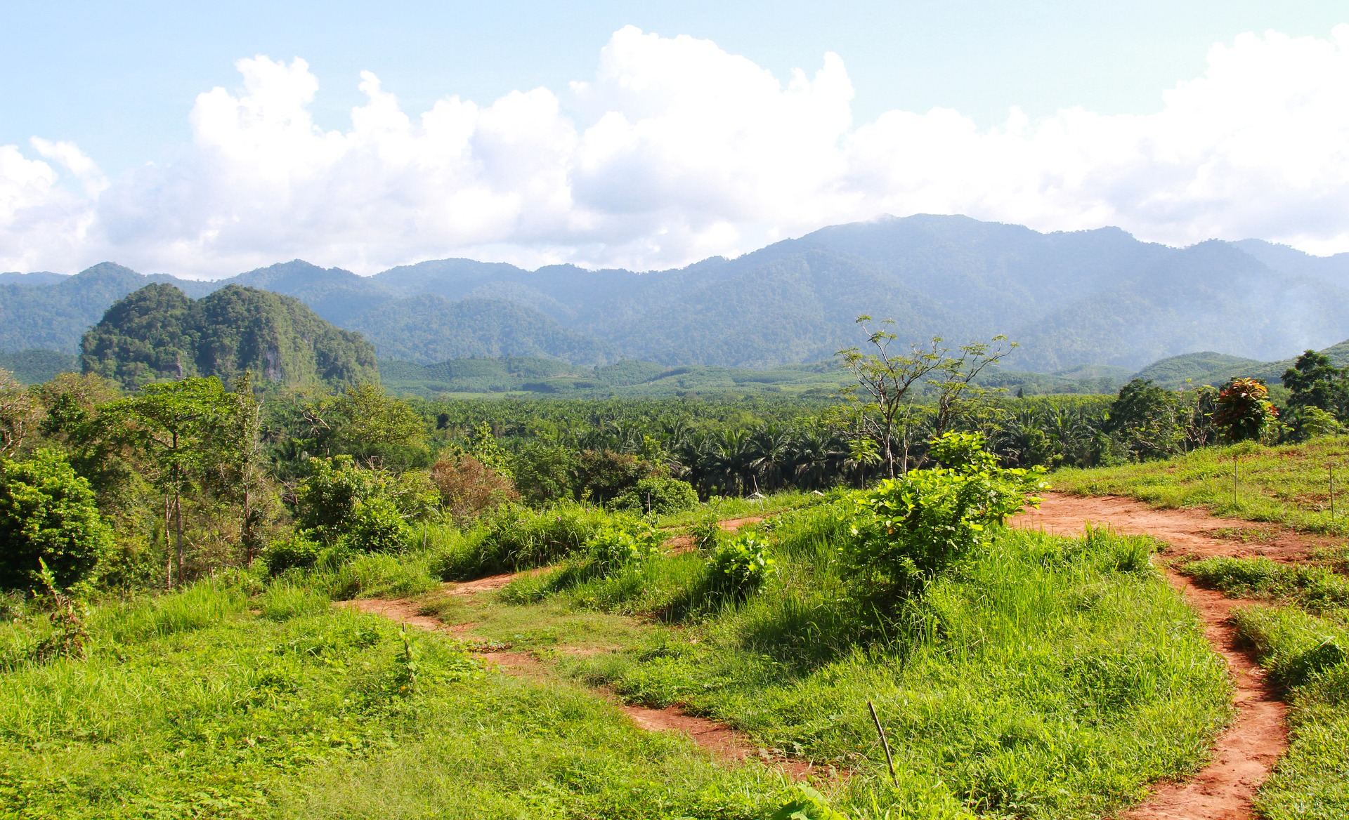 Tropical Rainforests in Peril - 5 Reasons to be Worried