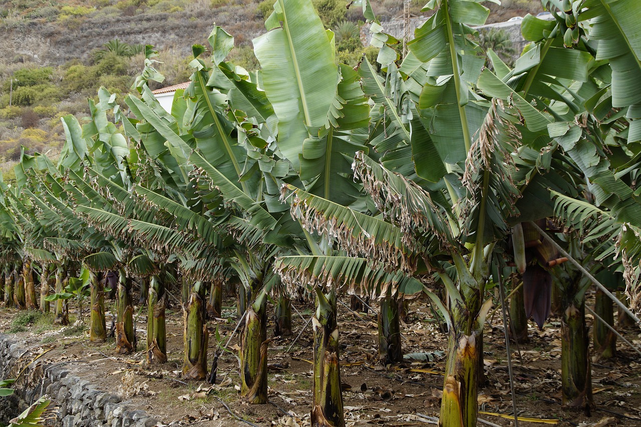 Tropical Rainforests in Peril - 5 Reasons to be Worried