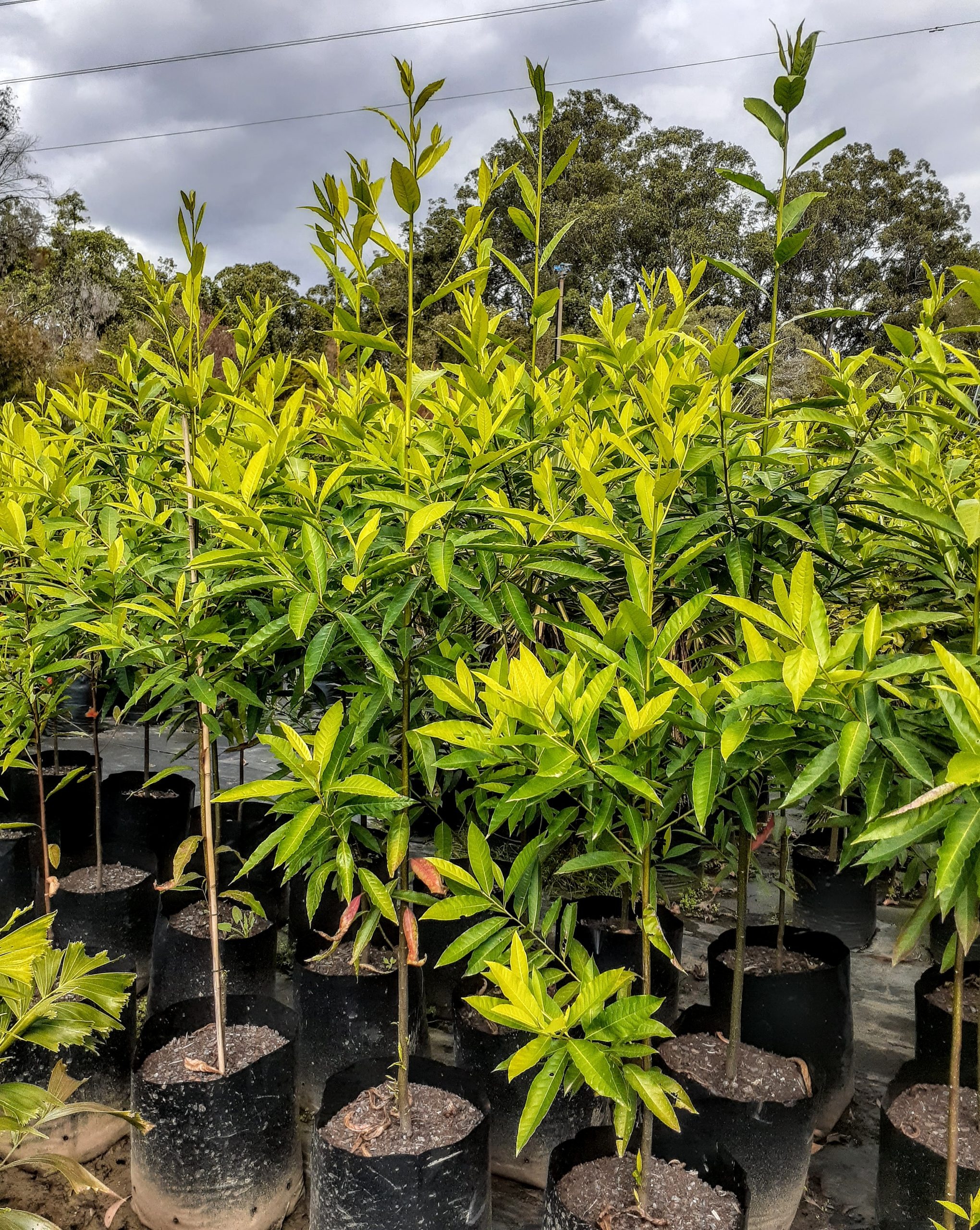Elaeocarpus Grandis