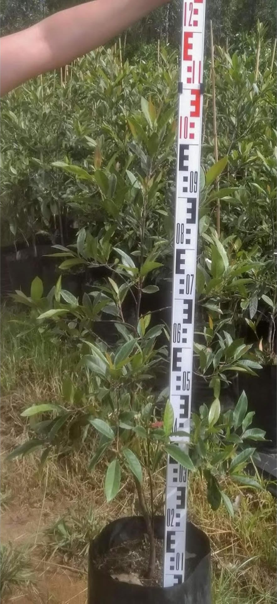 Elaeocarpus Reticulatus Prima Donna