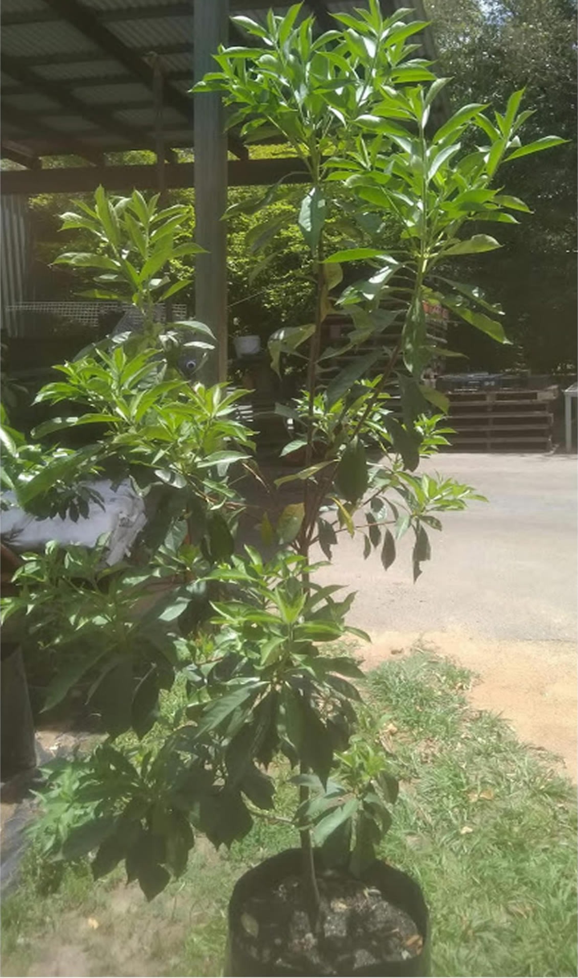 Hymenosporum Flavum – Tropical Frangipani