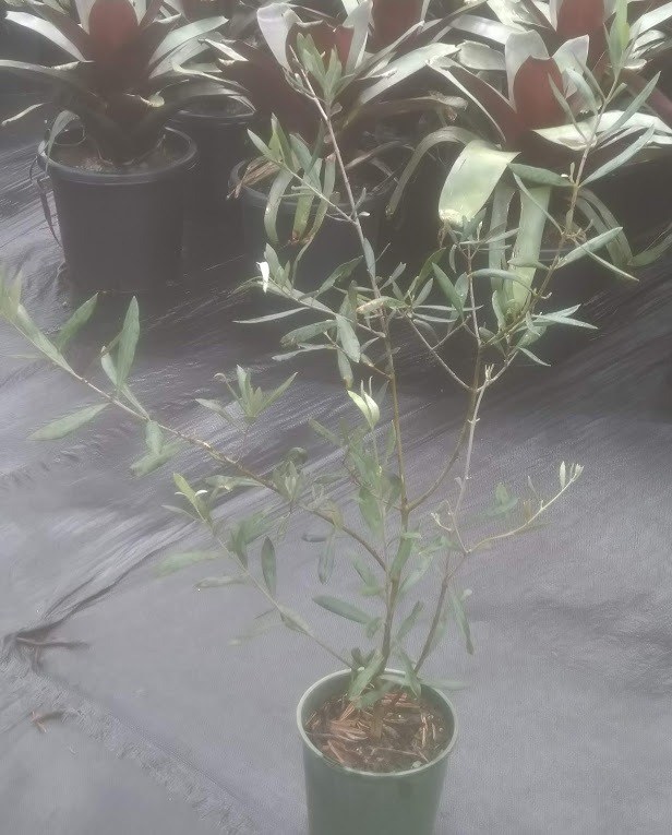 Olea Europaea – Olive Tree