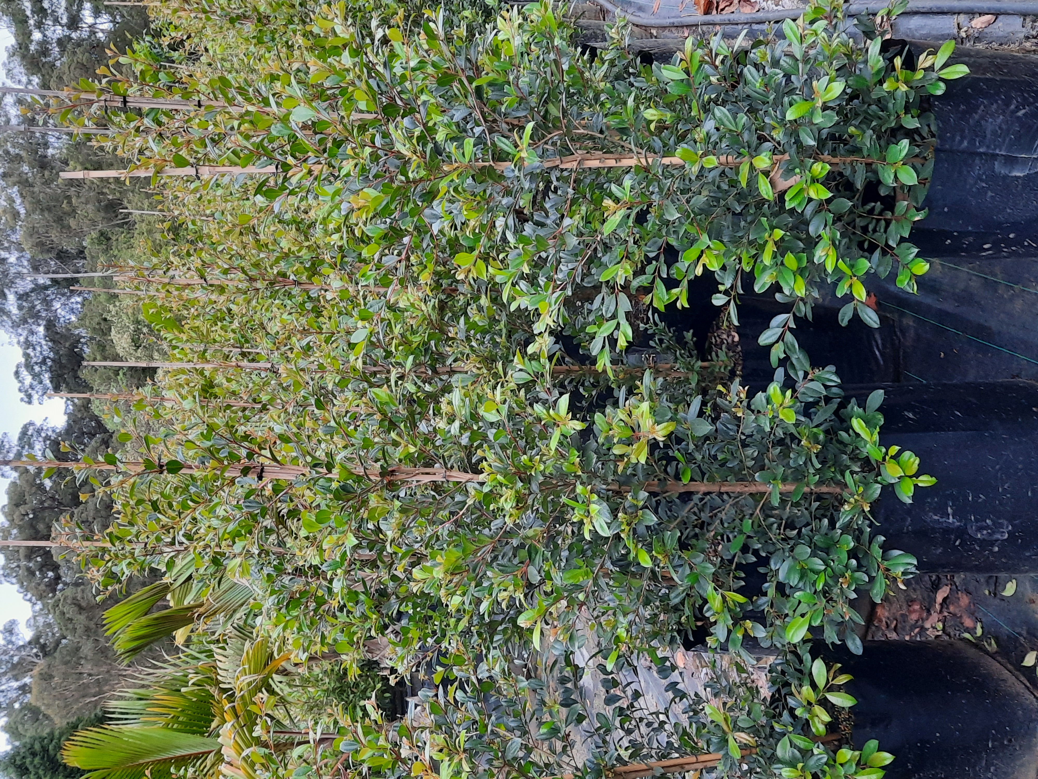 Syzygium Australe Resilience