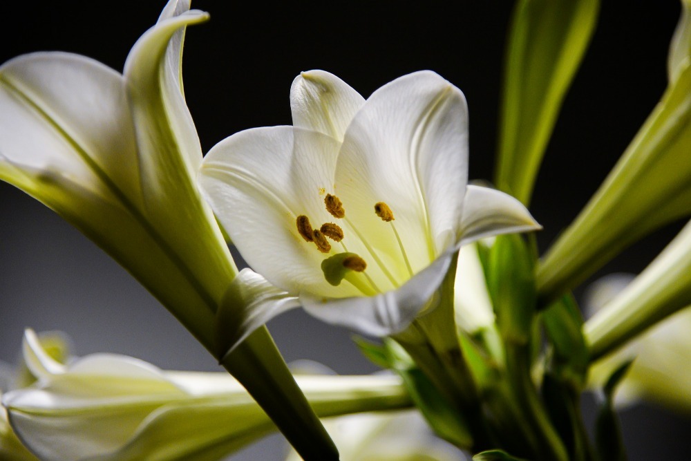 Close up of lillies
