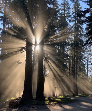 Light shining through a tree