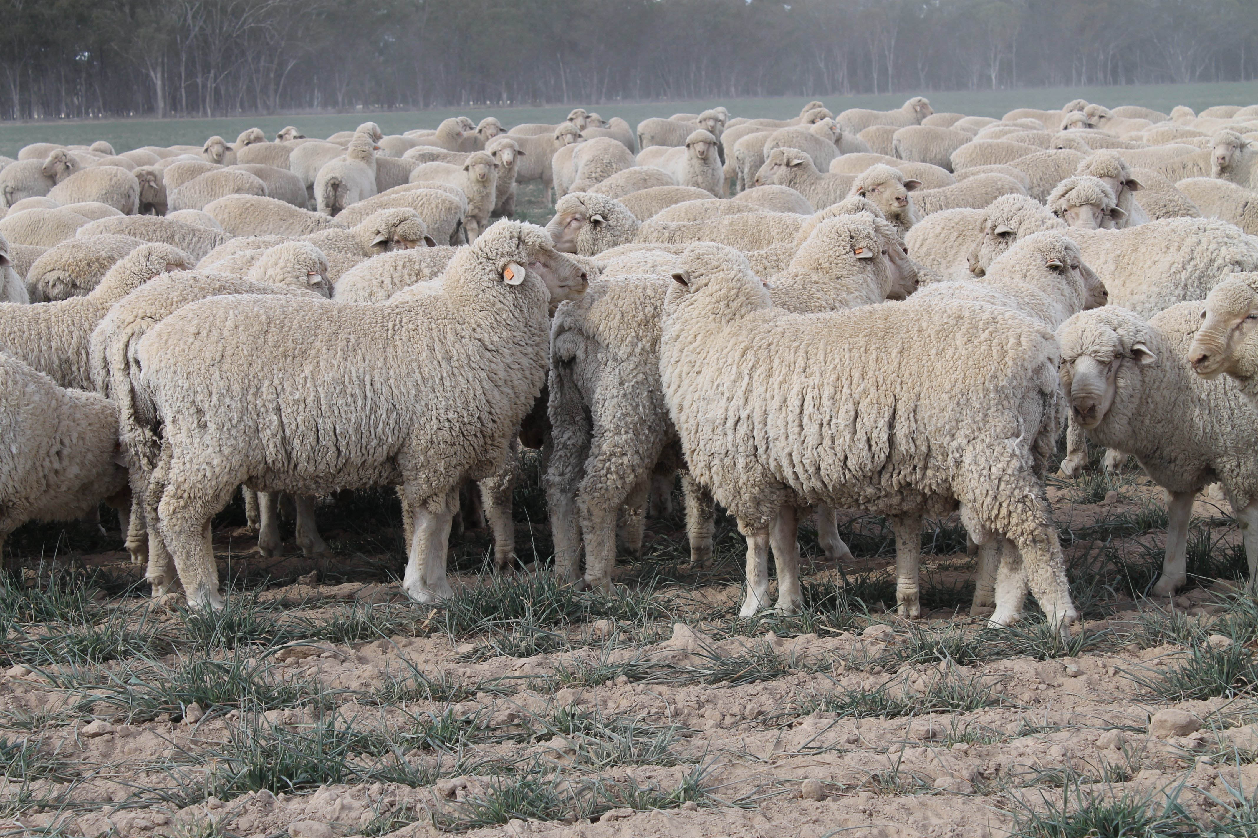 10 month ram lambs on dry oats