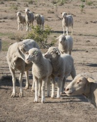 Lambs thriving in tough drought conditions