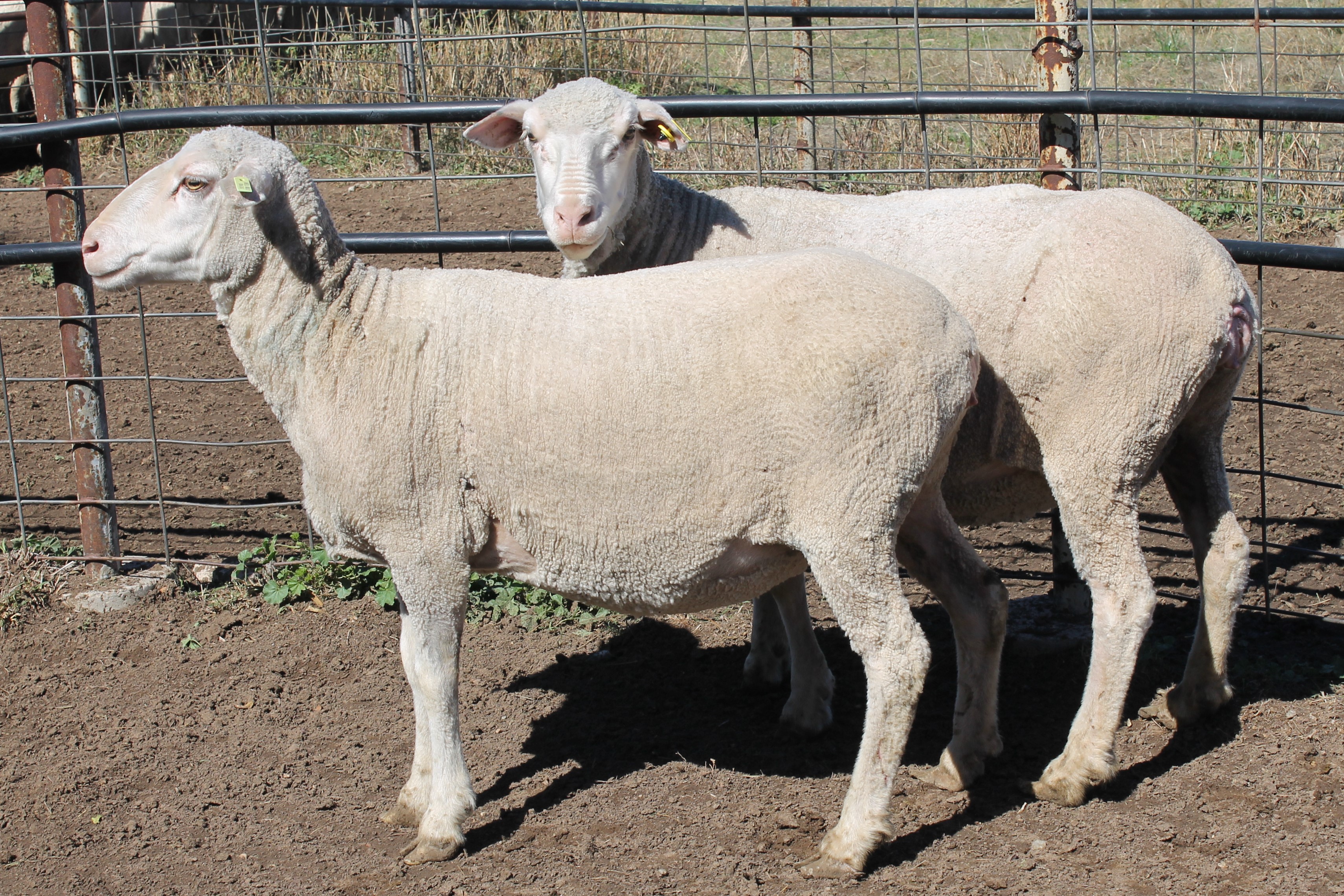Dams of ewes that sold for $7225 and $6525 at the 2nd Well Gully dispersal sale