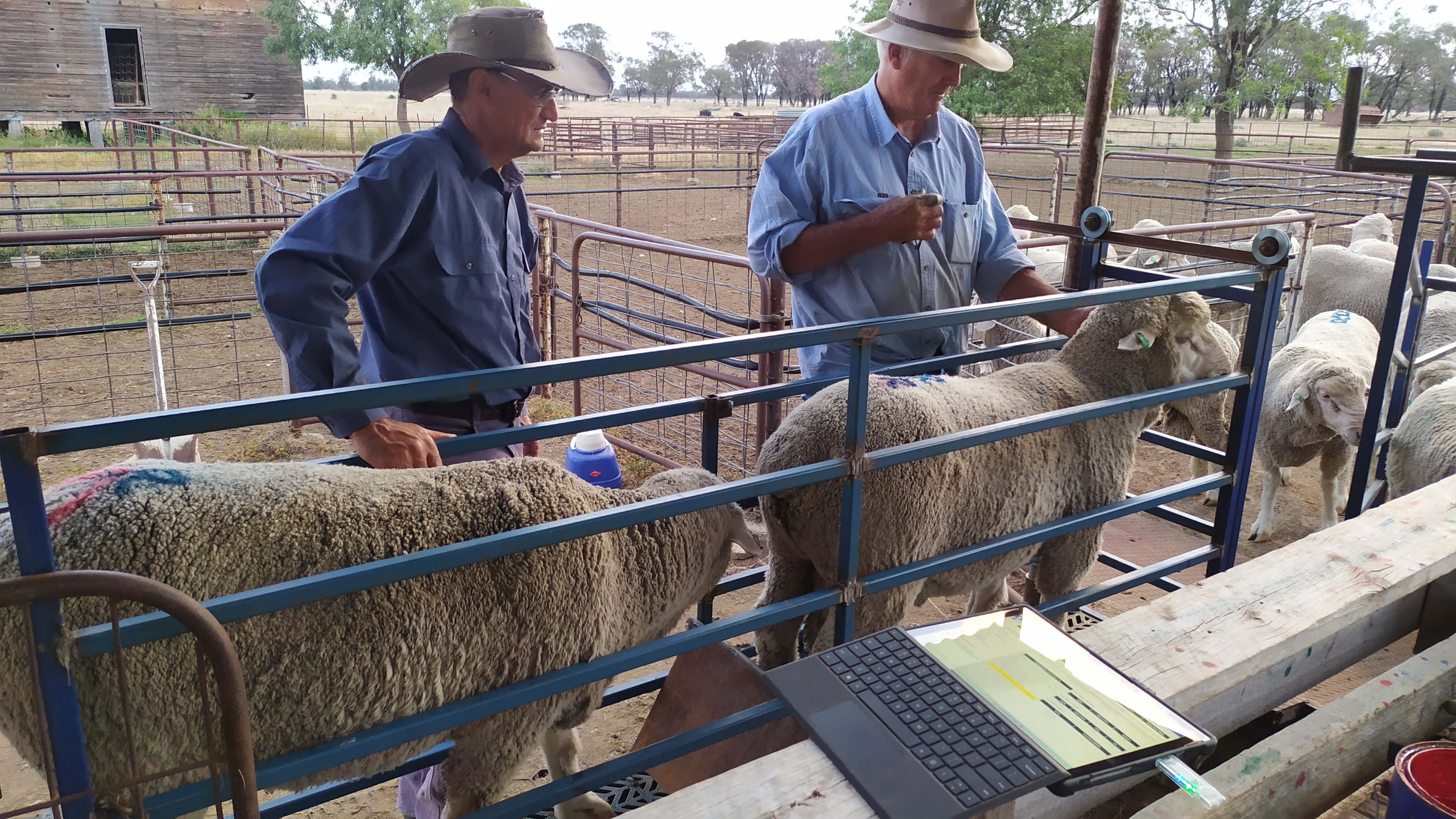 Classing 2019 ram lambs with Errol Brumpton