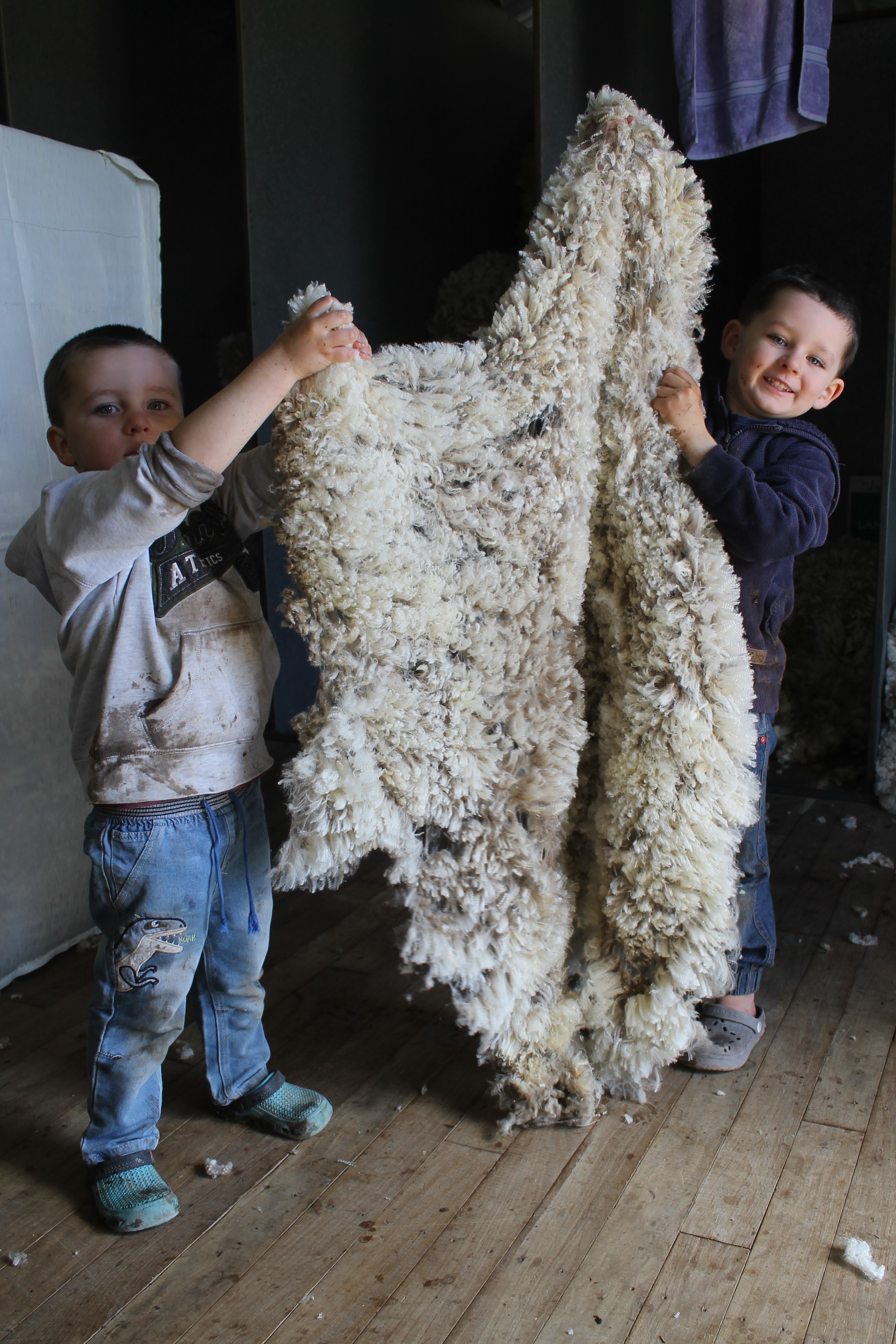 That's a lot of belly wool!