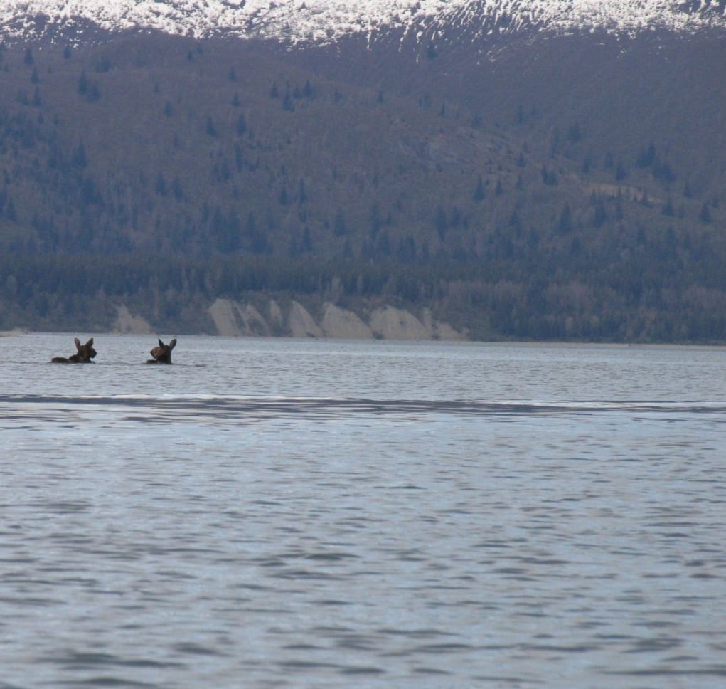 moose swimming glacier bay