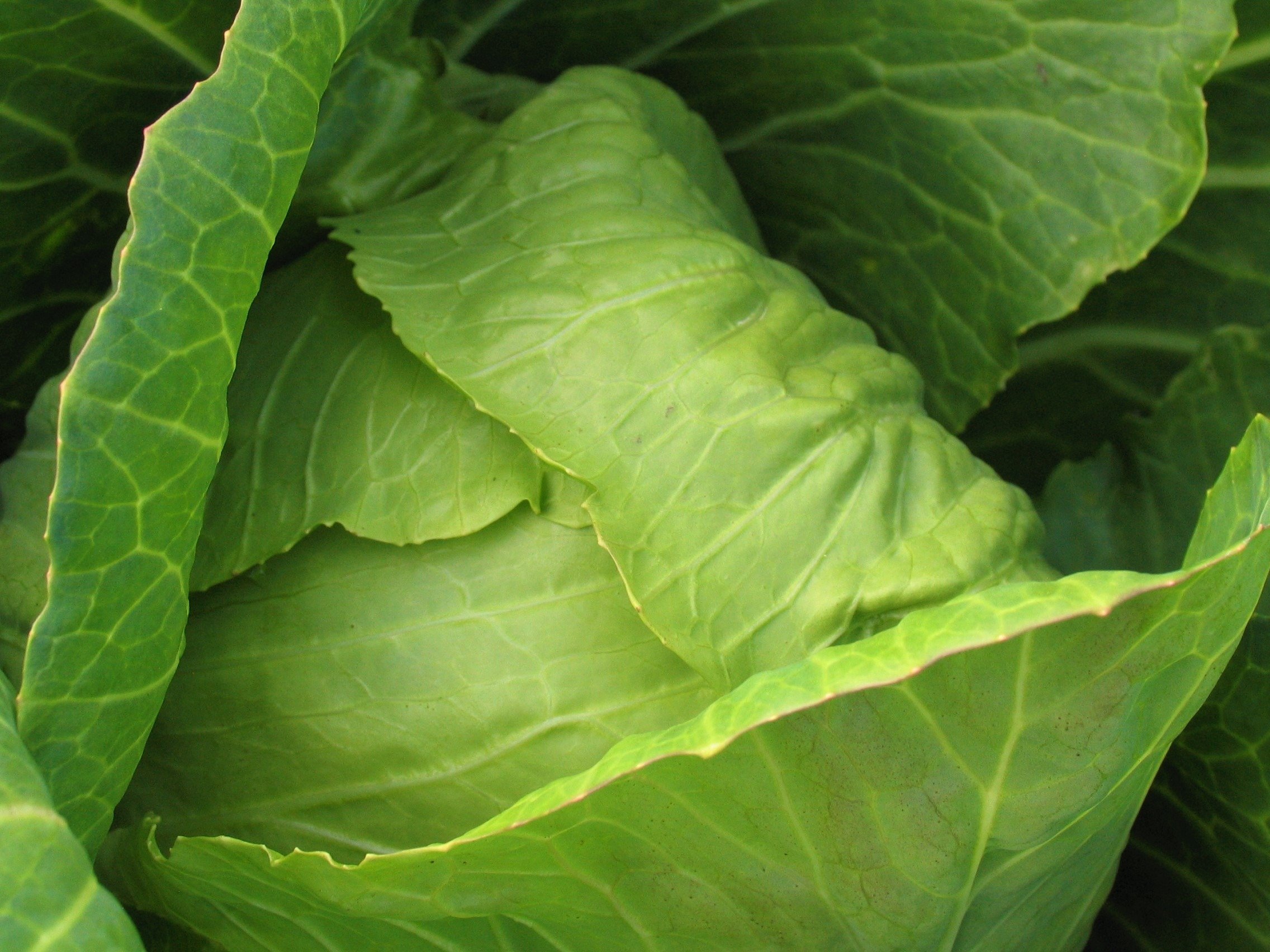 Alaska grown cabbage