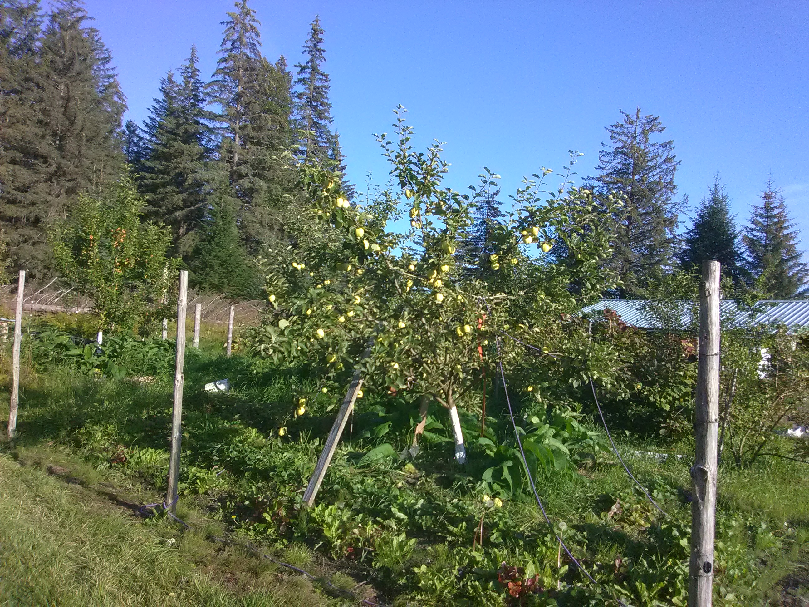 Alaska Grown apples