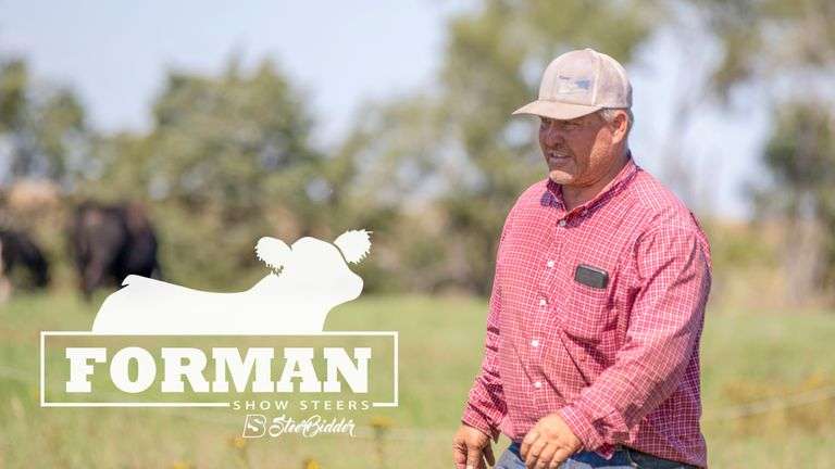 Forman Show Steers Pasture Sale - Steerbidder 2021