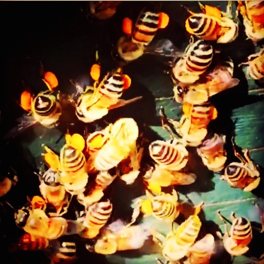 beekeep