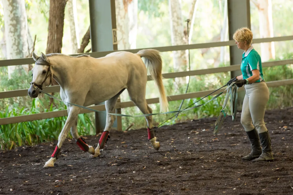 Lunging