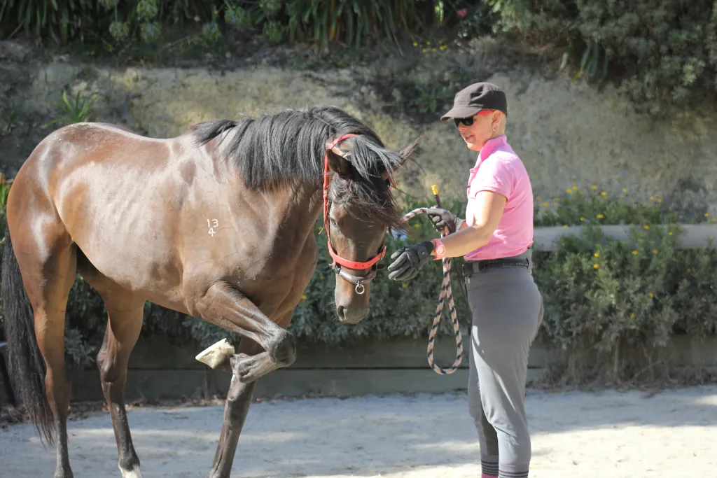 Anxious horses: