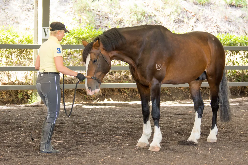 Confident horses