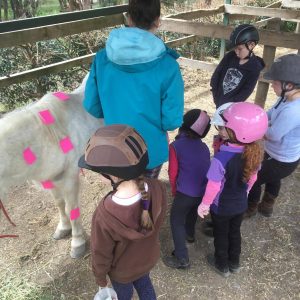 Kids Learning Parts Of The Horse