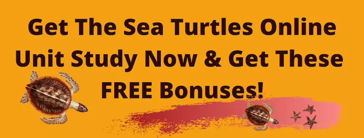 fun facts about sea turtles