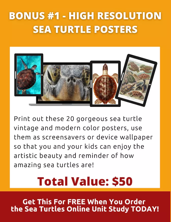 sea turtle posters