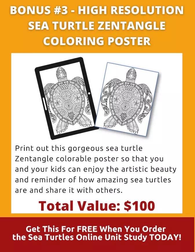 sea turtles zentangle coloring poster