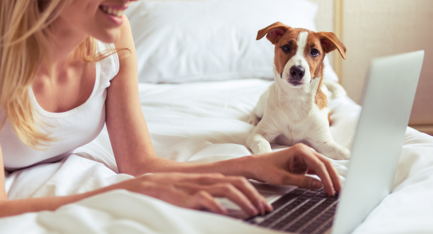 dog training near me dog on bed with woman and laptop Newman's Dog Training online training academy