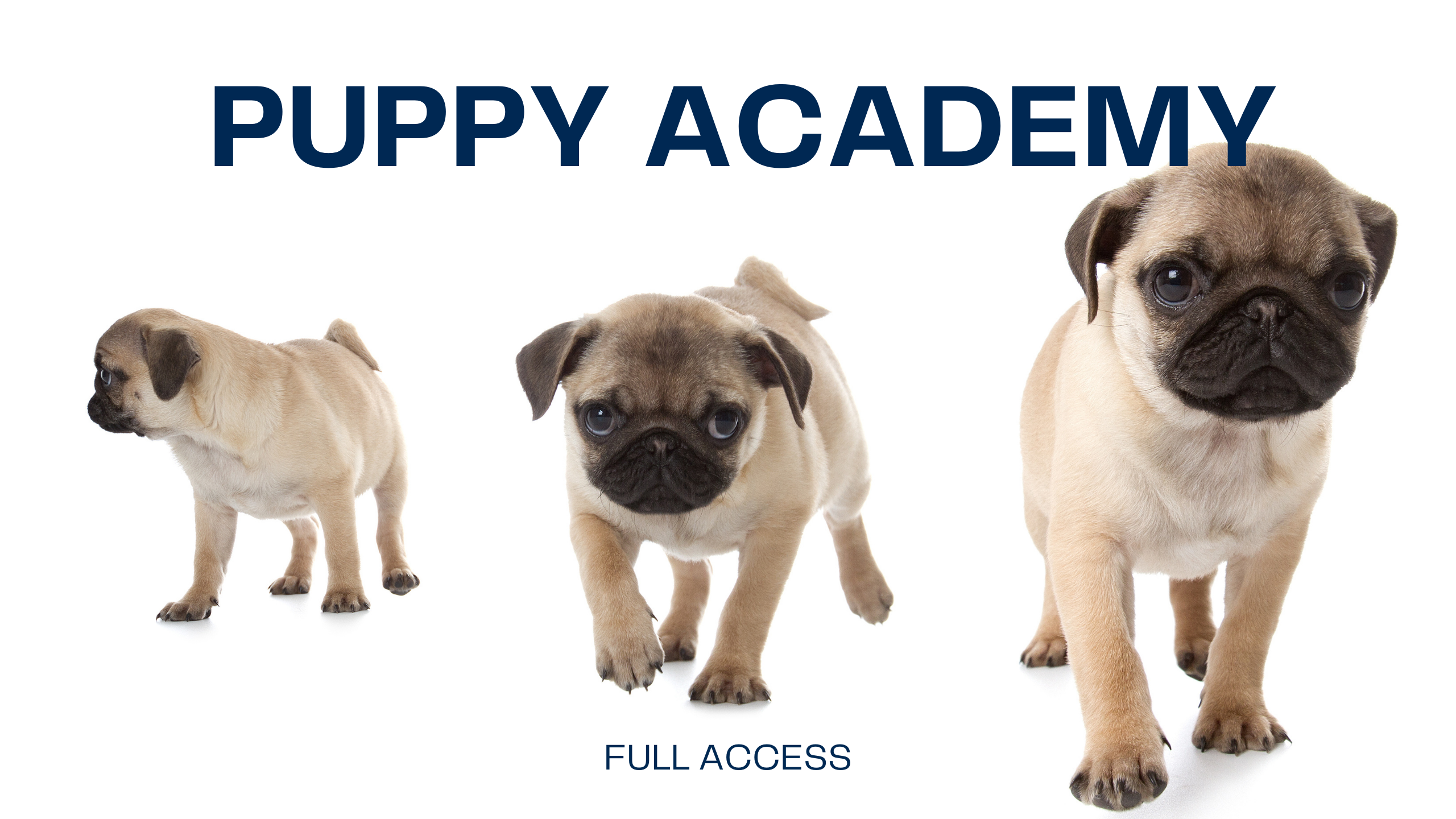 Online puppy training academy courses and coaching logo Newman's Dog Training