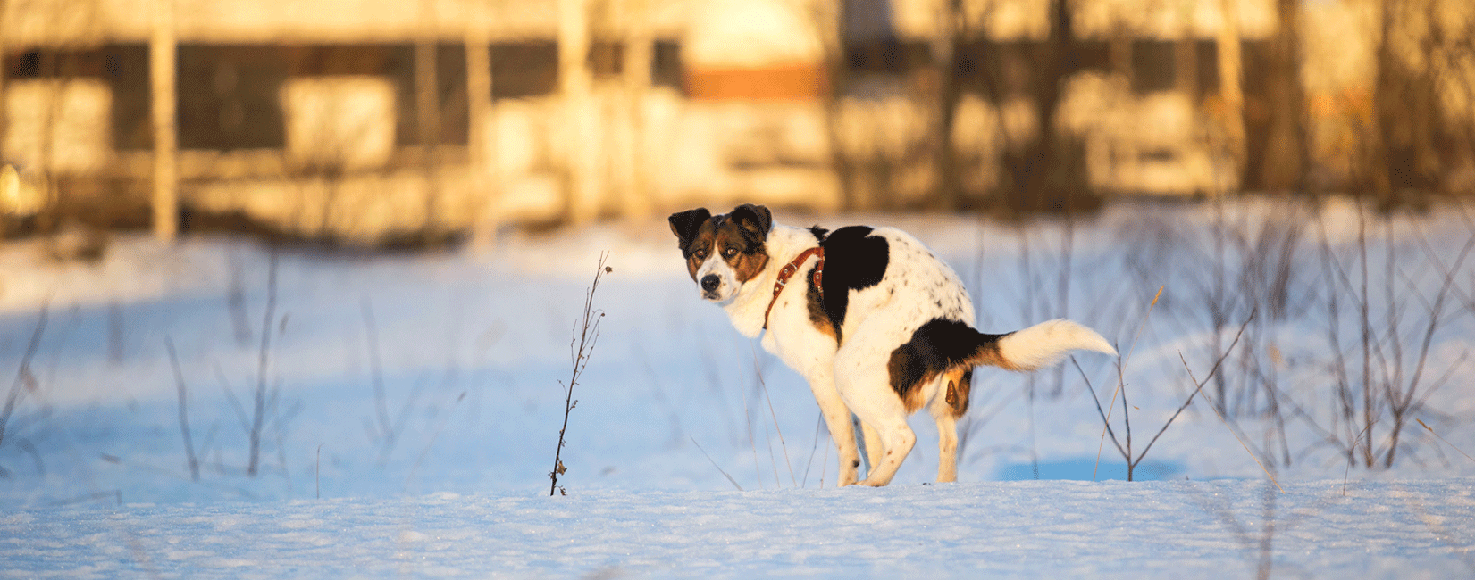 Hund mit Durchfall